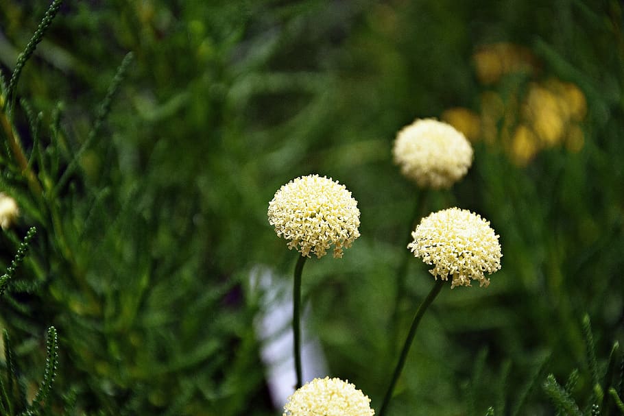 flower, yellow, bokeh, plant, garden, petals, flowering plant