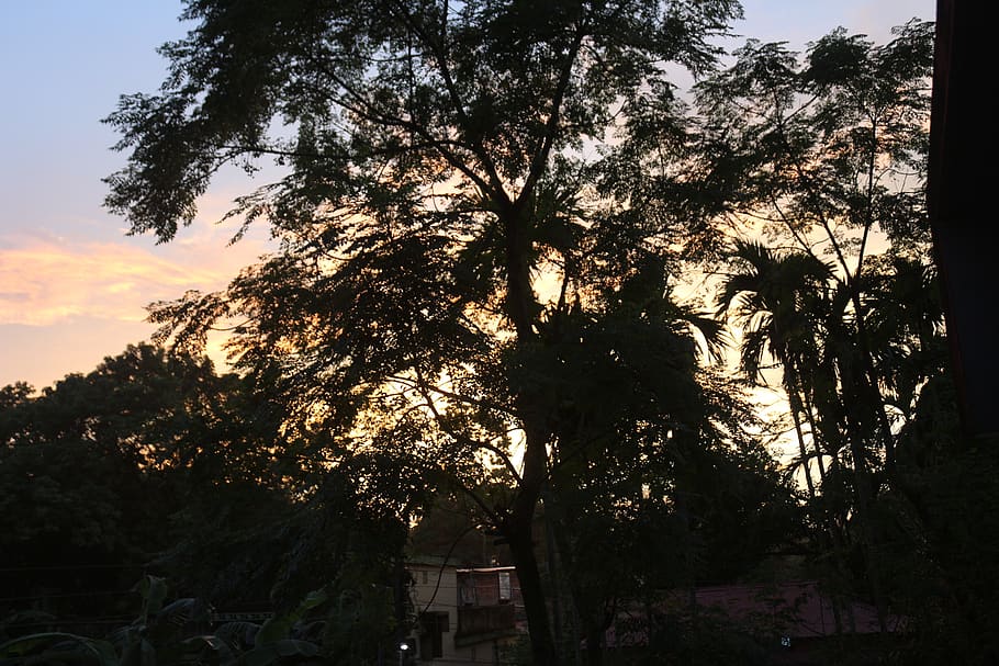 india, balurghat, tree, plant, sky, nature, no people, growth HD wallpaper
