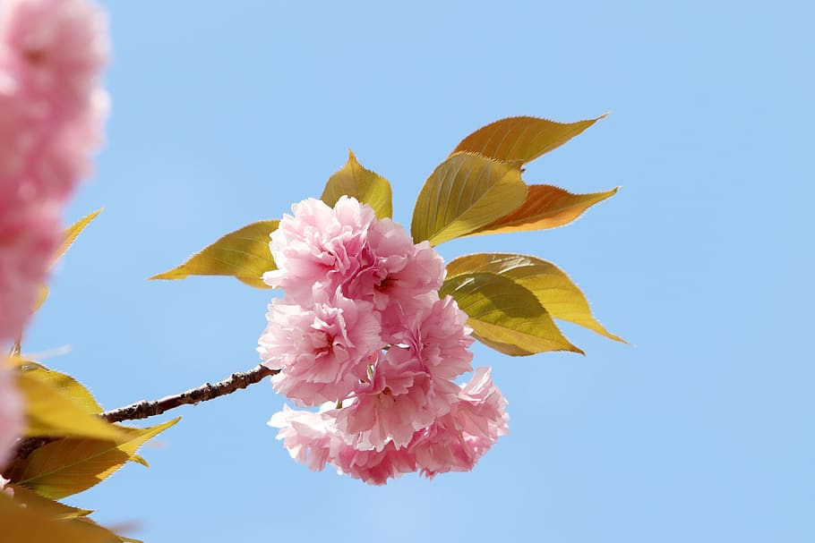spring, spring flowers, nature, plants, season, garden, flowering HD wallpaper