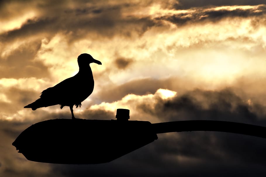bird, animal, animal themes, vertebrate, animal wildlife, animals in the wild HD wallpaper