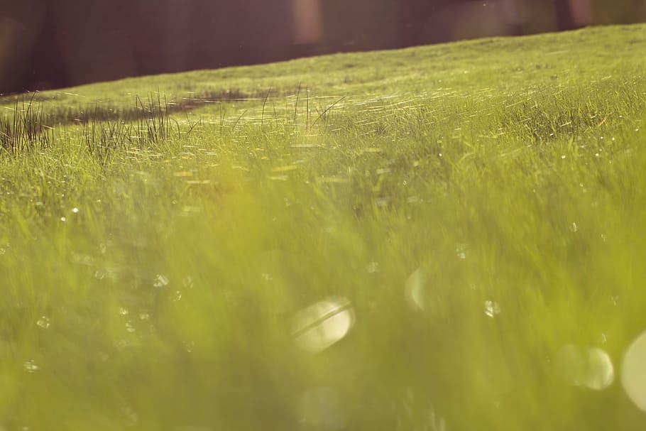 water, grass, drop, dew, plant, sunlight, leaf, flower, green HD wallpaper