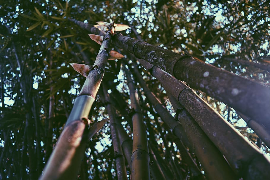 Worm's Eye View of Bamboos, branch, daylight, environment, growth HD wallpaper
