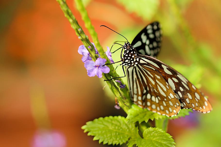 butterfly, moth, insect, macro, close up, nectar, pollen, flower HD wallpaper