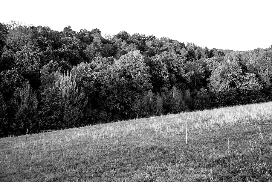 germany, landscape, blackandwhite, sunset, contrast, trees HD wallpaper