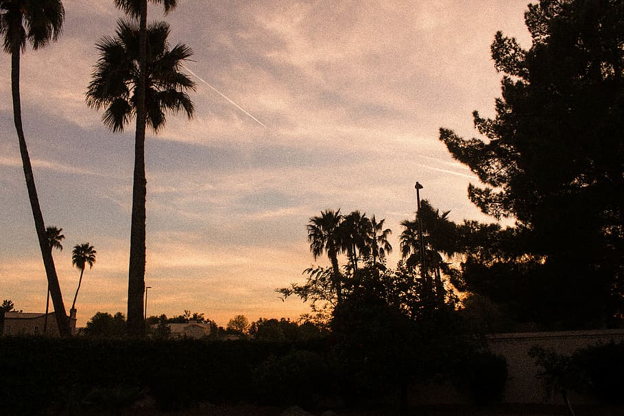 palm, palm trees, leaves, sky, sunset, grain, orange, black HD wallpaper