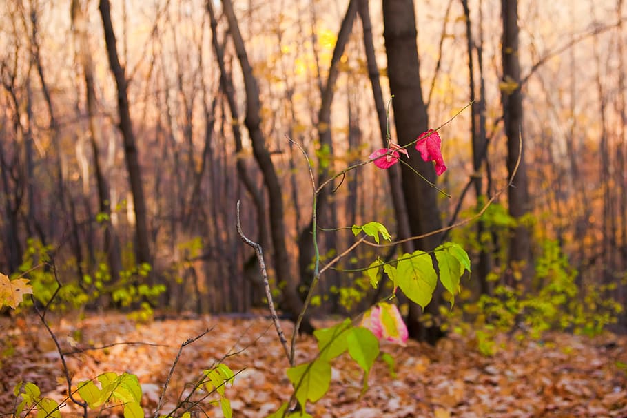 autumn, forest, scene, leaf, leaves, yellow, tree, park, wood HD wallpaper