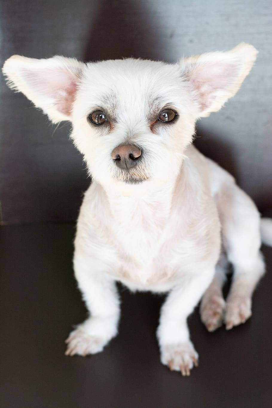 dog, white, small, cute, sweet, maltese-havanese, hybrid, animal