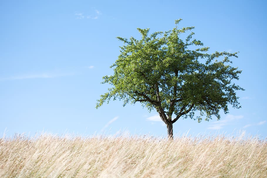 tree, field, landscape, mood, plant, growth, sky, beauty in nature HD wallpaper