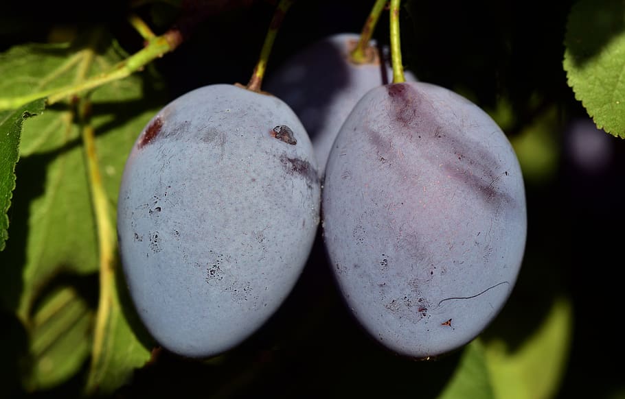 plum, plum tree, branch, fruit, fruit tree, violet, healthy HD wallpaper