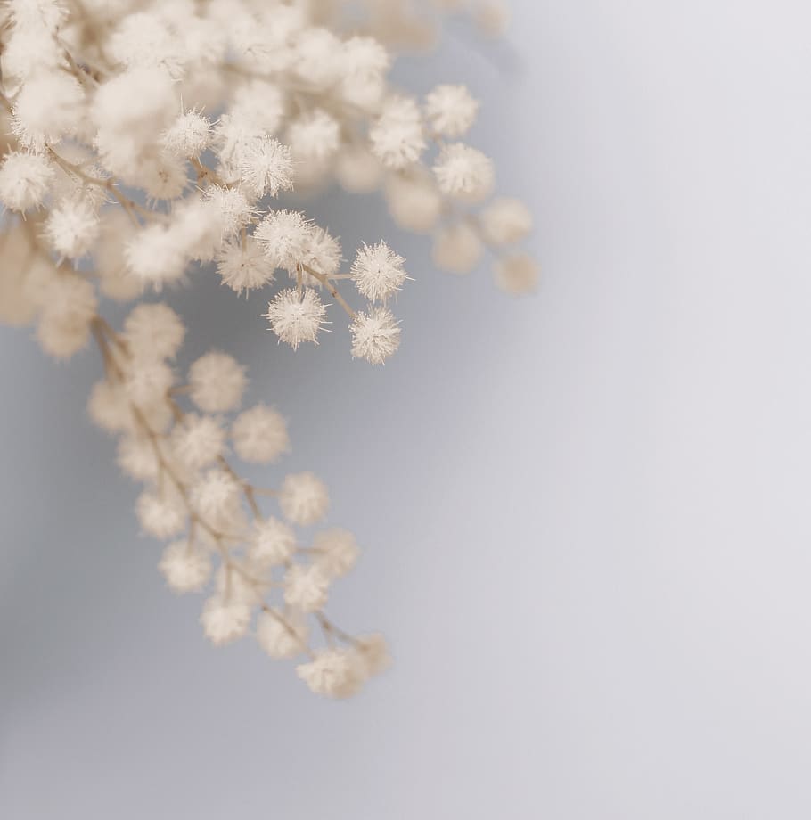 pale, soft, blue, white, branch, snowflake, white color, nature HD wallpaper