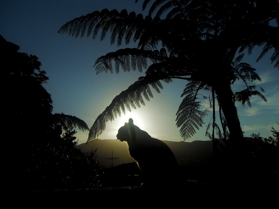 sunset, silhouette, sky, tree, animal, animal themes, plant HD wallpaper