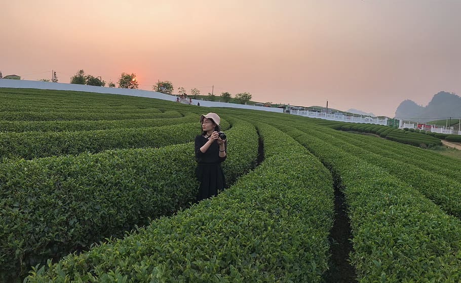 tea, field, camera, photographer, woman, sunset, agriculture HD wallpaper