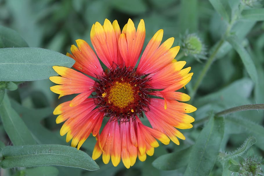 summer, orange, yellow, flowers, nature, garden flower, macro HD wallpaper