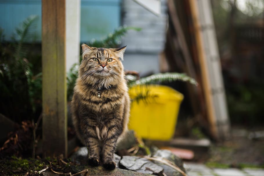 tortoiseshell cat sitting on rock, domestic cat, feline, mammal HD wallpaper