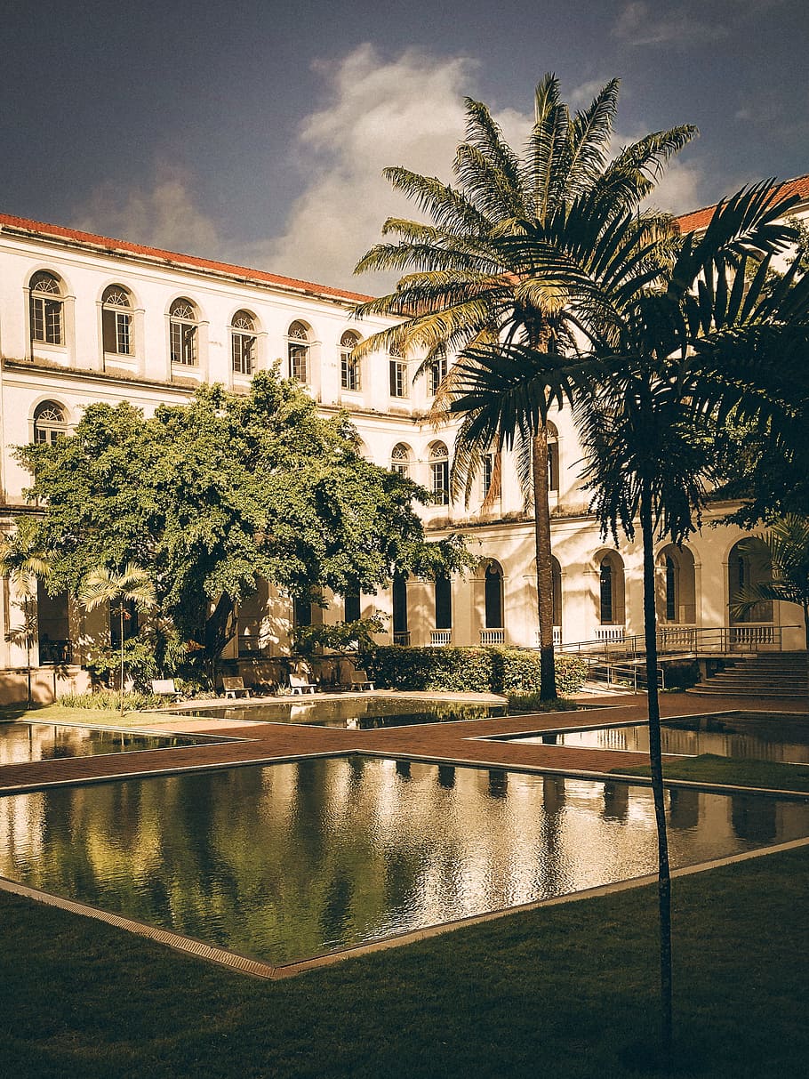 Palm Trees in Courtyard, arched window, architectural design HD wallpaper