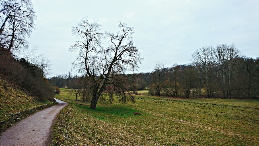 landscape, tree, trail, manicuring, plant, sky, bare tree, tranquility HD wallpaper