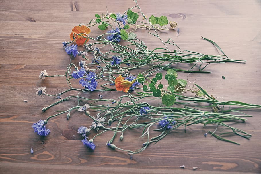 flower, table, cornflower, plant, indoors, wood - material HD wallpaper