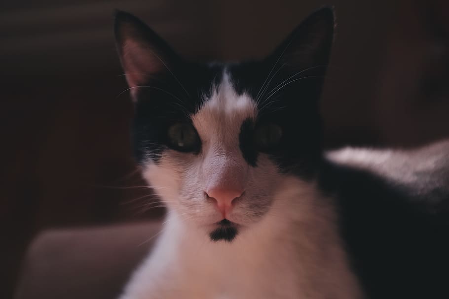 turkey, i̇zmir, cat, mammal, pets, domestic, domestic animals HD wallpaper