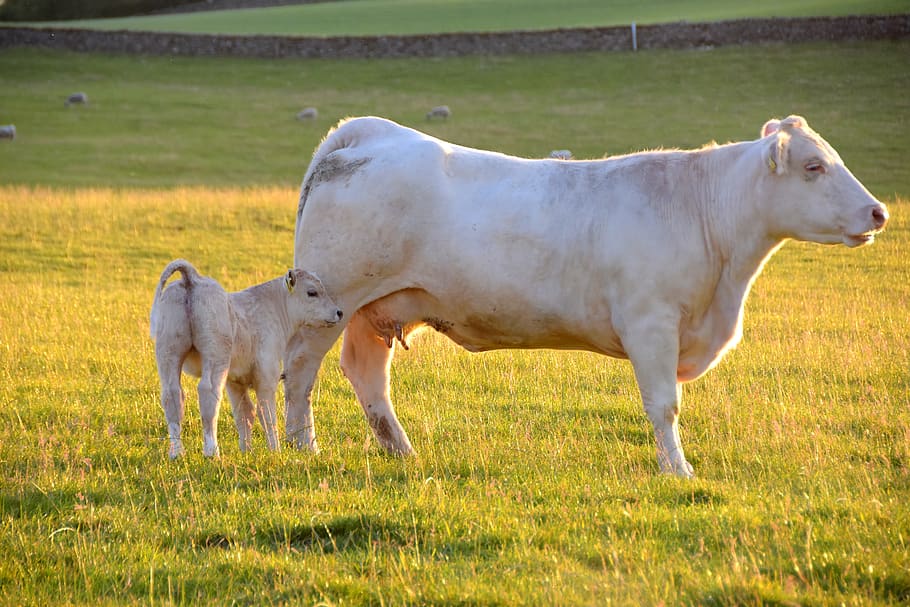 cow, calf, drinking, cattle, beef, grass, dairy, animal, animal themes HD wallpaper