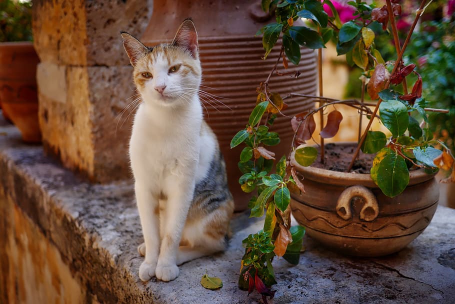 nature, cat, cute, substantiate, flower, domestic cat, young cat HD wallpaper