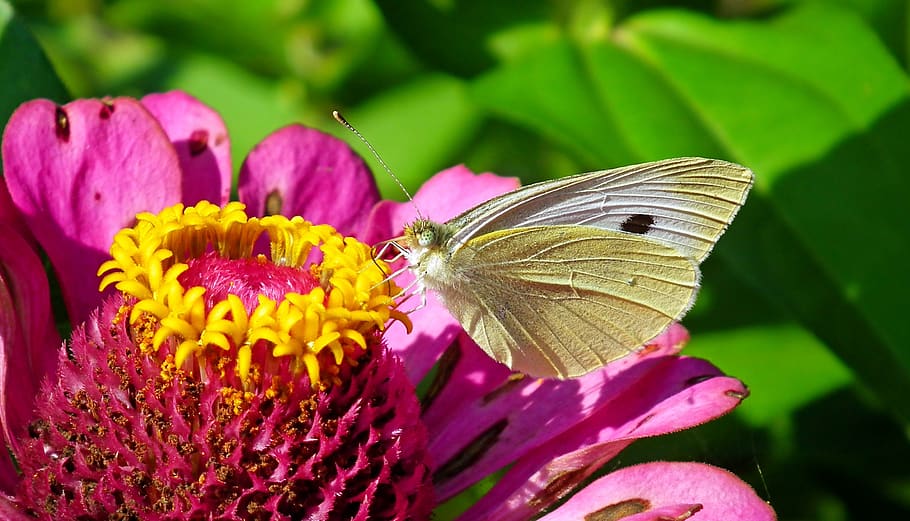 butterfly, flower, insect, wing, summer, nature, macro, flowering plant HD wallpaper