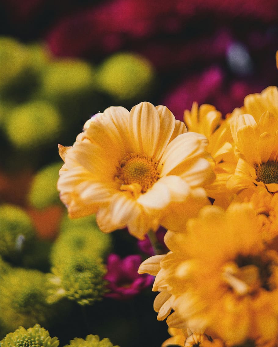 yellow petaled flower, flowering plant, fragility, vulnerability HD wallpaper