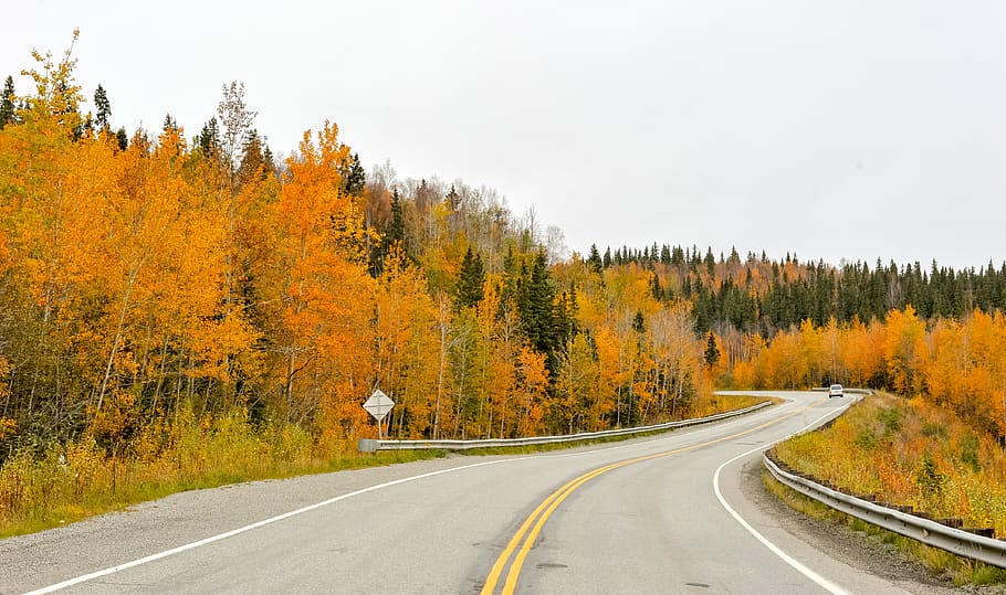 curvy empty road surrounded by trees during daytime, autumn, transportation HD wallpaper