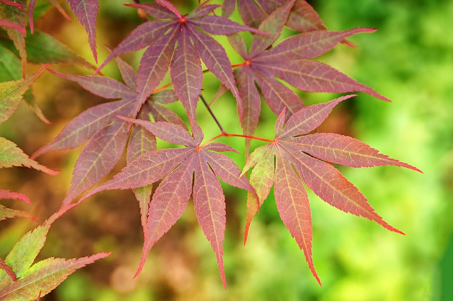 Selective Focus Photography of Cannabis Plant, blurred background HD wallpaper