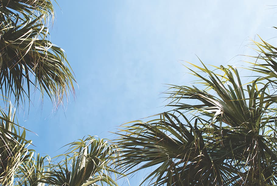 green-leafed plant, growth, nature, sky, tree, day, palm tree HD wallpaper