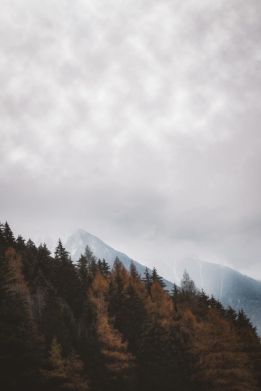 mountain covered with trees, plant, fir, abies, conifer, spruce HD wallpaper