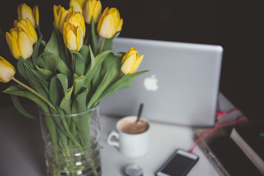 tulips, flowers, vase, macbook, laptop, computer, coffee, office HD wallpaper