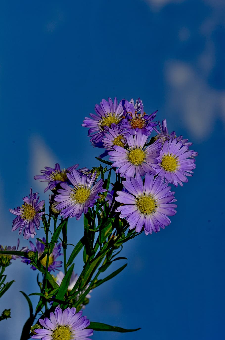 herbstaster, blue, nature, asters, autumn flowers, garden, flowering plant HD wallpaper