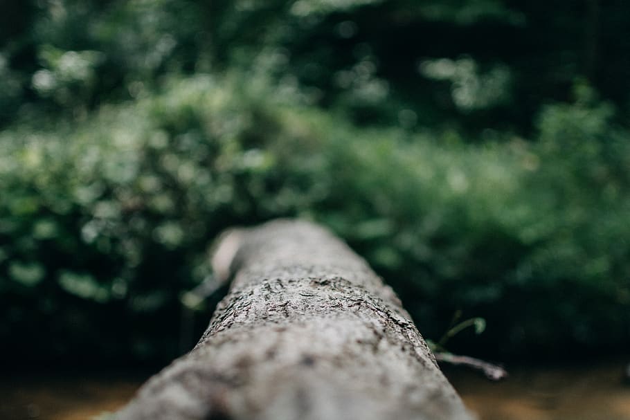 Macro Photo of Branch, background, blurry, daylight, focus, grass HD wallpaper