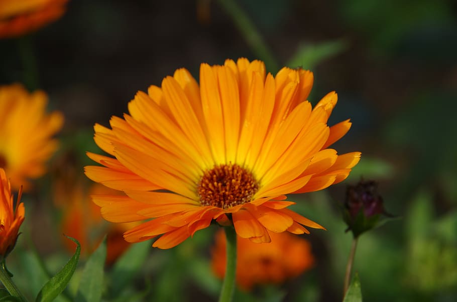 marigold, orange, garden, flowering plant, freshness, flower head HD wallpaper
