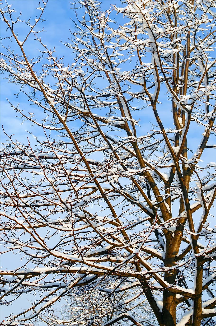 tree, dry, cold, winter, ice, snow, frozen, plant, branch, cold temperature HD wallpaper