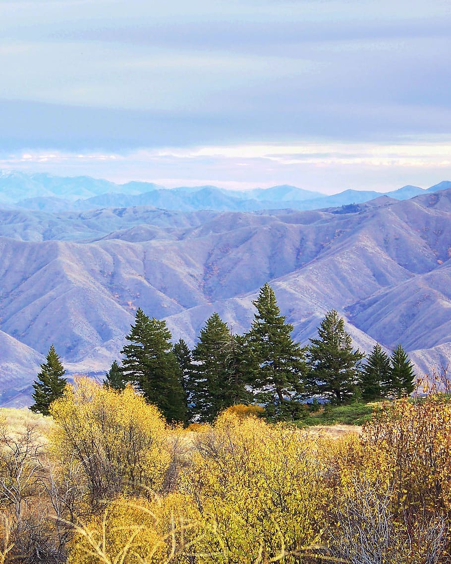 pine trees, mountains, fall, purple, blue, green, yellow, view HD wallpaper