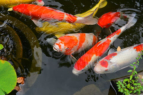 carp, fish, aquatic animals, water, koi carp, swimming, vertebrate HD wallpaper