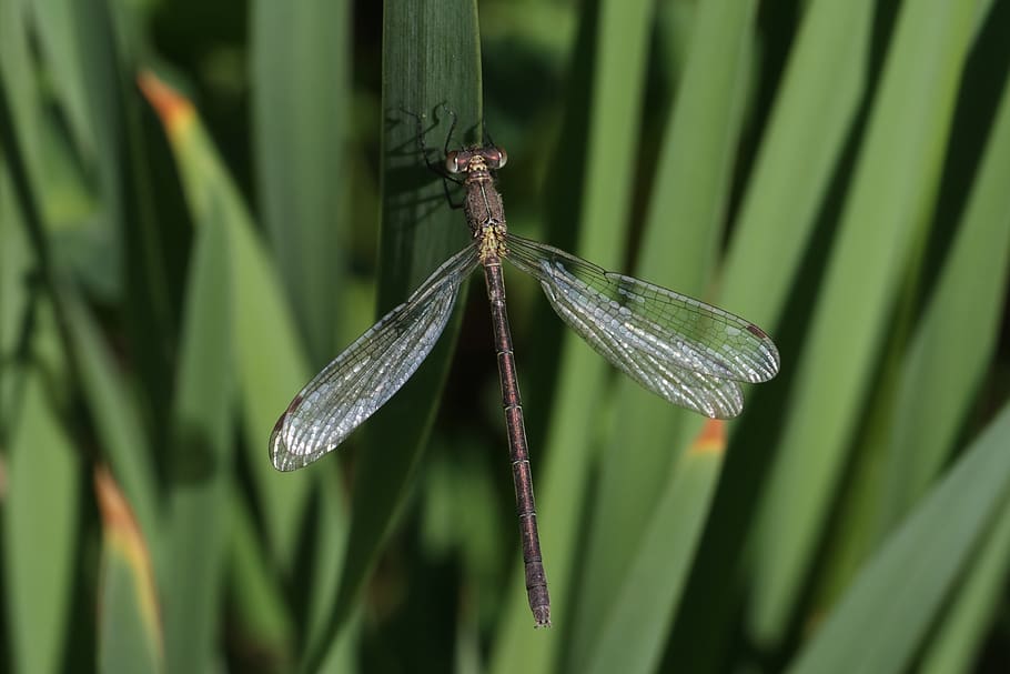 dragonfly, grass, insect, grey, plant, invertebrate, green color HD wallpaper