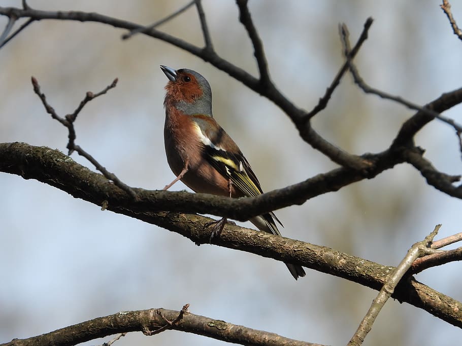 chaffinch, tree, bird, spring, nature, pen, nice, figure, birds HD wallpaper