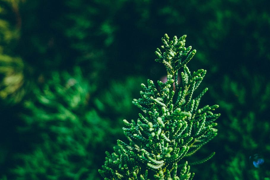 pine, green, tree, plant, green color, nature, beauty in nature HD wallpaper