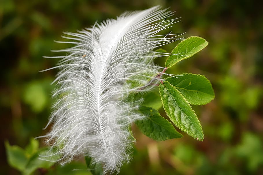 feather, slightly, bird feather, airy, white, ease, featherweight