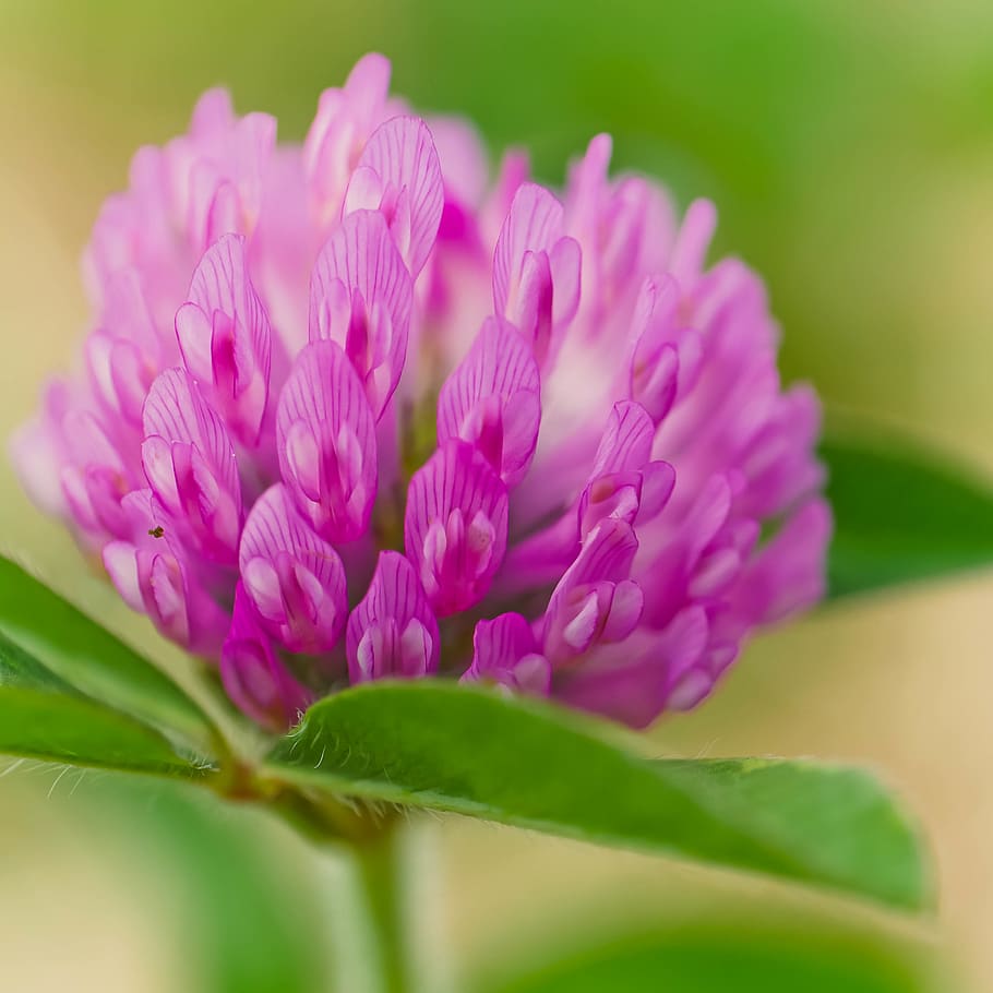 Purple Flower With Leaf, bloom, blossom, close-up, delicate, flora HD wallpaper