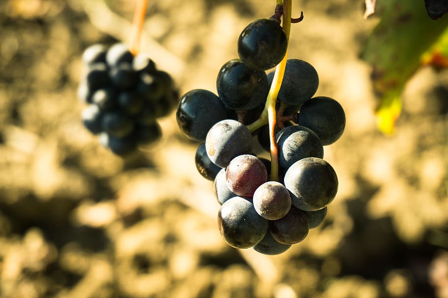 spain, guardia, wine, grapes, rioja, black grapes, uvas, focus on foreground HD wallpaper