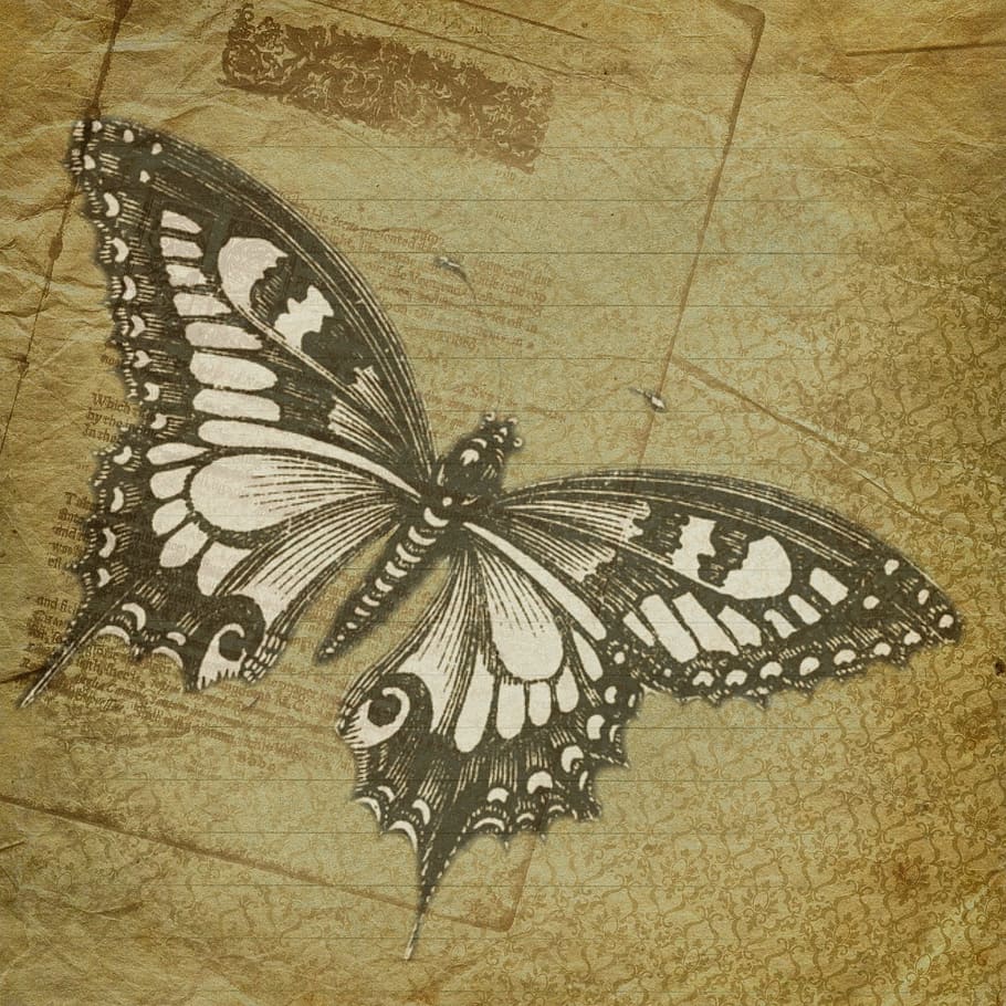wild, fly, butterfly, insect, animal, graphic, animal wing HD wallpaper
