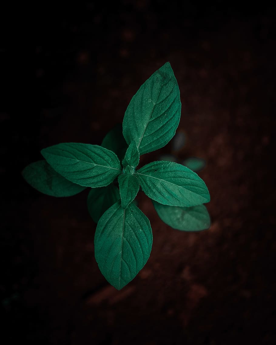Shallow-focus Photography of Green Leafed Plant, aromatic, close-up HD wallpaper