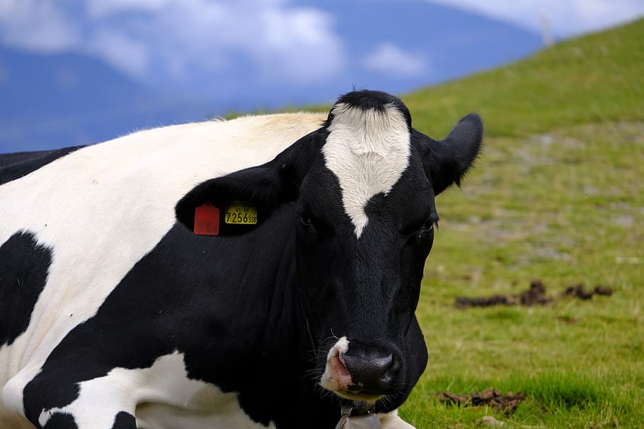 cow, beef, cattle, ruminant, livestock, mammal, pasture, meadow HD wallpaper