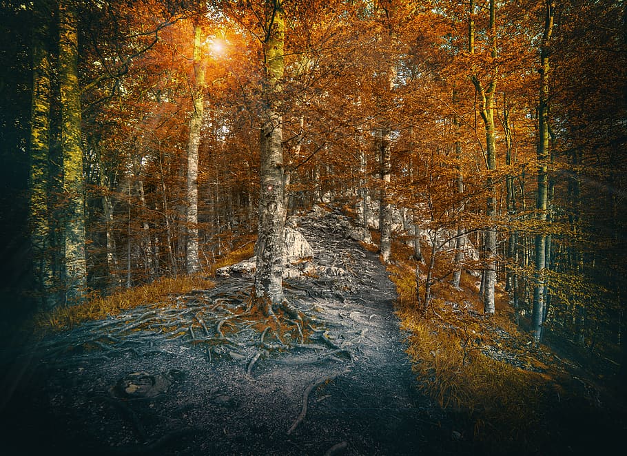 serbia, mala reka, црњесково, autumn, forest, fall, HD wallpaper