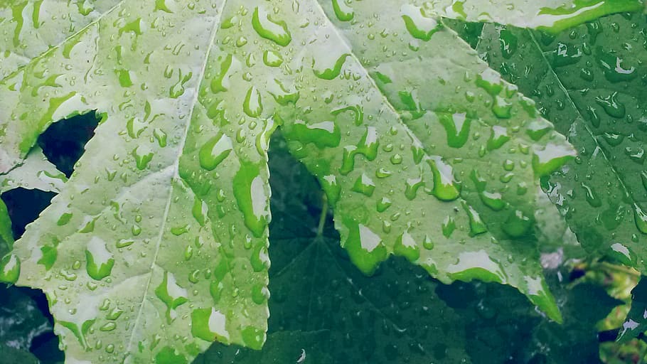 leave, water, green color, leaf, plant part, full frame, nature HD wallpaper