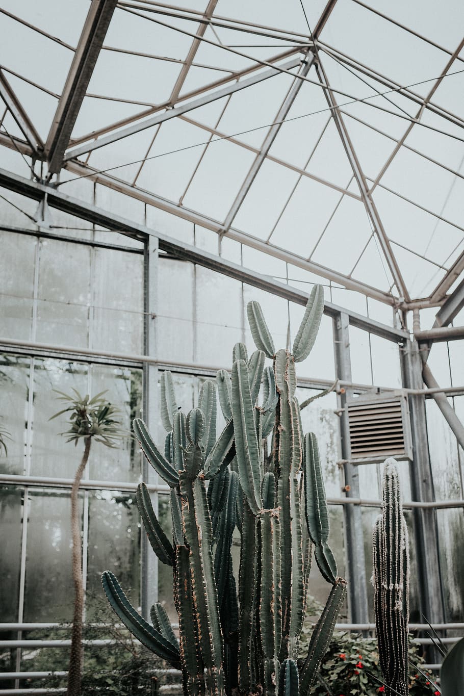 green cactus, architecture, no people, growth, plant, nature HD wallpaper