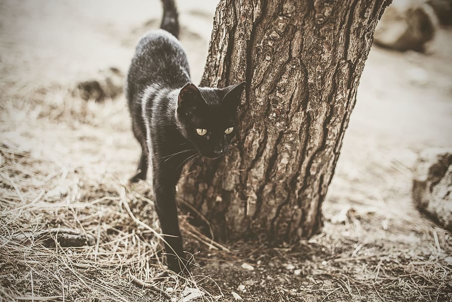 mammal, animal themes, one animal, pets, domestic, domestic animals HD wallpaper
